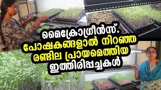 മൈക്രോഗ്രീൻസ് ഭാവിയിൽ ഡിമാൻഡ് ഉള്ള കൃഷി | Microgreens Farming Malayalam | Urban Farming in Malayalam