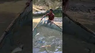Incredible Traditional Net Fishing! Big Catch in Muddy Water #fishing