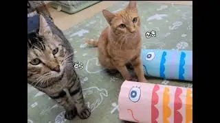 すみれ&さき🌼シェルター記録