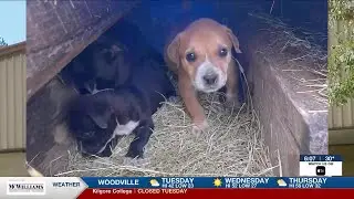 East Texas volunteers rush to rescue animals from extreme cold