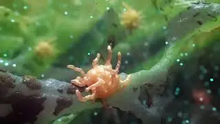 Voyager DSLT MOA Animation