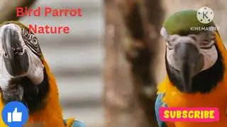Bird Parrot Nature colorfulBird Parrot EraParrots are fascinating birds that are known for their
