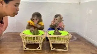 Obedient Monkey ChiChi & Linda Are Getting Theair Snack