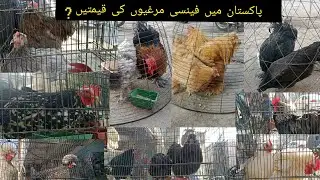 Fancy hens prices in Pakistan ? | college road Birds market Rawalpindi | top 6 fancy hens