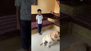 Max removed shambhu&rsquo;s teeth 🦷 #labrador #dog #pets #shorts