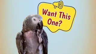 Einstein's Treat-Sharing Adventure: Want Some?