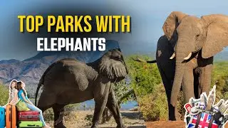 Journey Through Spectacular Elephant Sanctuaries Worldwide!