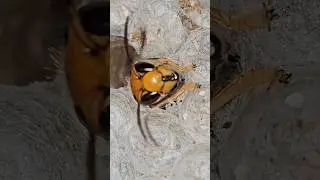 Japanese Hornet Pupae Emerge From Their Cocoons #insects #hornet #wasp
