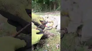 Setting a Talpex Style Mole Trap
