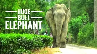 A huge wild elephant that walks slowly.