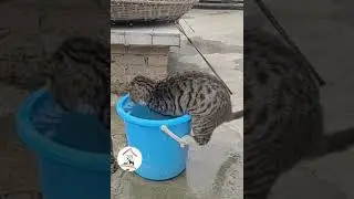 LOL, Try Not To Laugh Cat Videos Best Crazy Cats Shorts 😺😂😂 -EPS570