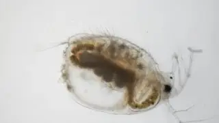 Cladocera