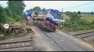 Shocking Train & Elephant Accident! You Won't Believe What Happens Next!