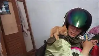 ketempelan makhluk gaib/Possessed by kitten/cat rules the world  #kucing #cats #kitten #catvideo