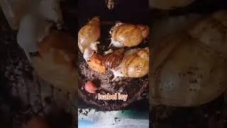 GIANT AFRICAN LAND SNAILS EATING