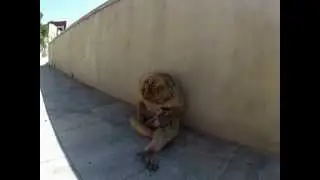 Ahvid Gibraltaril