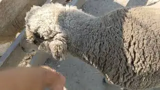 bahhhhh sheep