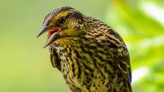 Female red-winged blackbird call