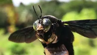 Tropical carpenter bees (Xylocopa latipes)