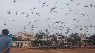pigeon flying video ||highflyer pigeons|| how to train pigeons to fly|| fast flying pigeons #pigeon