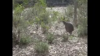 Wallaby in the Wollemi National Park