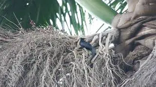 Carib Grackle