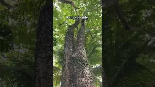 СМЕРТЕЛЬНО опасные деревья тропического леса
