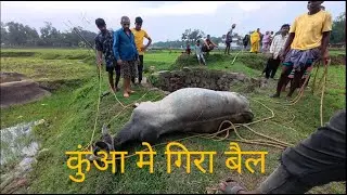 Bull rescue | कुँआ मे गिरा बैल