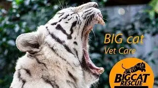 Big Cat Vet Care In 360!