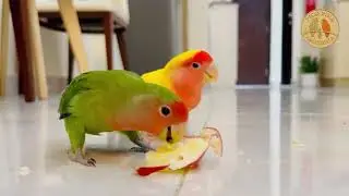 Birds Eating Apple Together | Cute Bird Moments