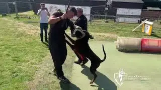 Dog Training Centre of Excellence UK 🇬🇧
