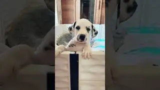 Dalmatian Puppies! #dalmatianpuppies