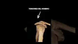 ESTOS son TUS TENDONES del hombro 😮 #shoulder #hombro #shorts #gym