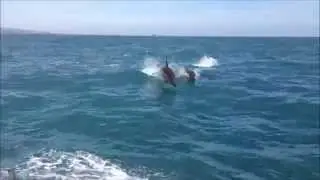Dolphin watching in West Cork - Baltimore Sea Safari