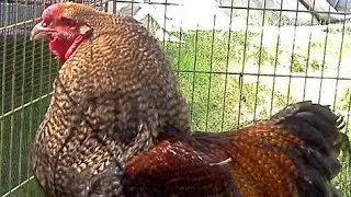Rediscovering Rare Heritage: American Chicken Breeds You've Never Heard Of