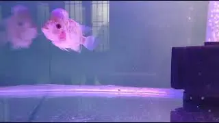 imported GP flowerhorn fish Fanta orange red Base