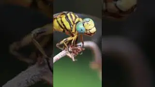 MACRO PHOTOGRAPHY - 3 ! DRAGONFLY