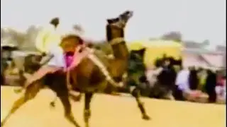 Camel dance |90s old video|camel dance race|animal wild dance