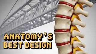 #Skeleton Anatomy: The Design You Never Noticed