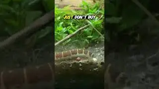 Giant Kuhli Loach: The 
