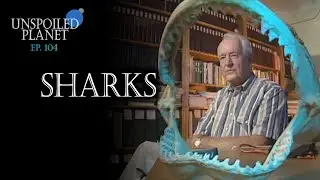 Shark Myths, Debunked - Unspoiled Planet 104