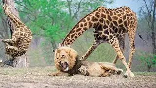 Wildlife Brave Giraffe Kick Five Lion To Save Baby  Lion VS Giraffe