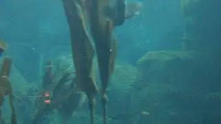 Puffin swimming underwater