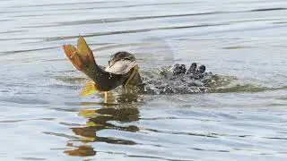 Cormorant struggles to swallow a large fish