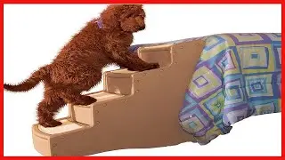 Pet Gear Tan Easy Step IV