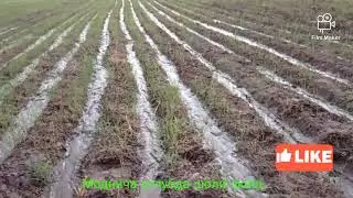 🌾🌾🌾шолини янги усулда экиш...Sholini yangi usulda ikesh...🌾🌾🌾