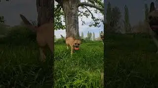 Don't mess with a Border Terrier! 🤣