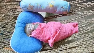 Mom Prepare Zuji To Sleep Like Hum@n_Baby, Zuji Peacefully Sleep On Hammock Very Lovable