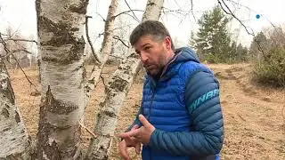 Perpignan : la Cerdagne &agrave; l'heure de la r&eacute;colte de l'eau de bouleau