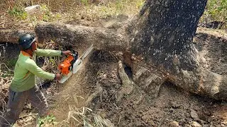 The second tree most dangerous‼️ Cut 2 trembesi trees in a bamboo grove.